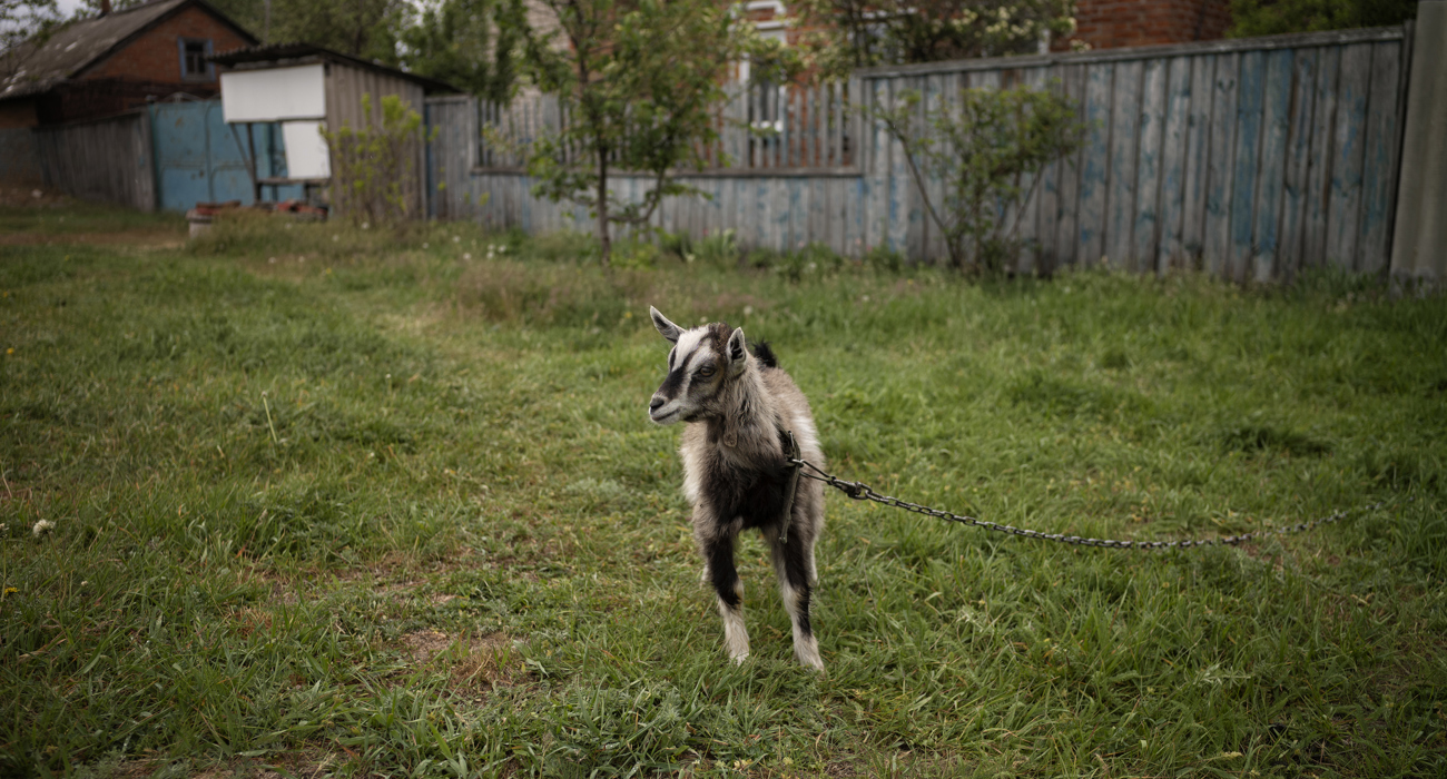 Кізочка на фермі Наталі та В'ячеслава