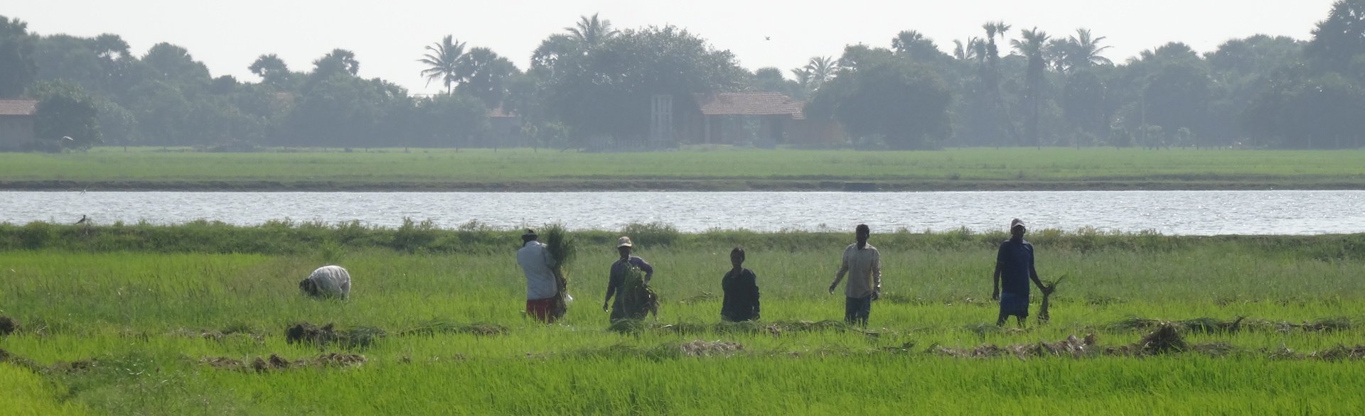 People working in a paddy field in Sri Lanka