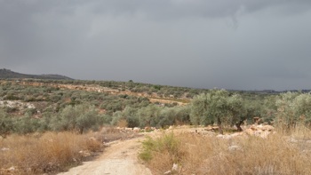 Safe olive cultivation in the West Bank