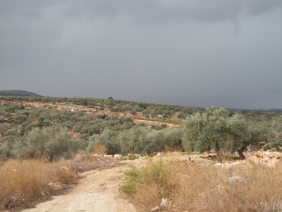 Link to Safe olive cultivation in the West Bank