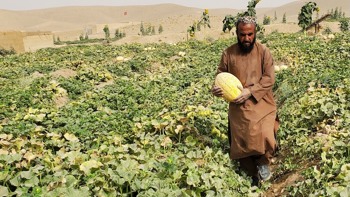 Hunger and war: conflict, food security and nutrition