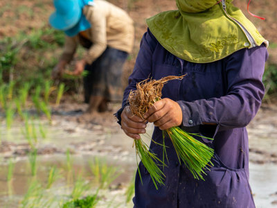 Link to Laos waiting for safer harvest