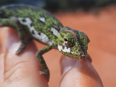 Link to Rare Reptile Find in Somaliland Minefield