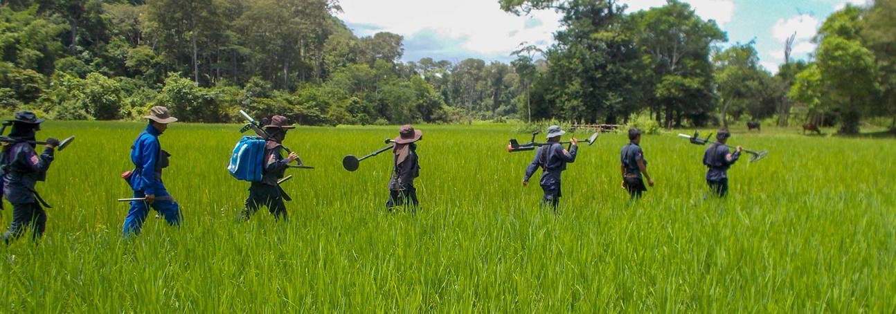 A survey team walk through tall grass whilst carrying their detectors