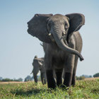Link to Protecting the Okavango