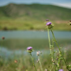 A thistle flower in front of a lake in Nagorno Karabakh