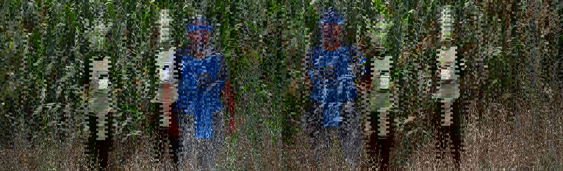 Двоє спеціалістів з обстеження ХАЛО фотографуються у високій траві на фоні поля кукурудзи