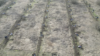 Aerial image showing three lanes in a field where HALO Trust deminers are clearing landmines