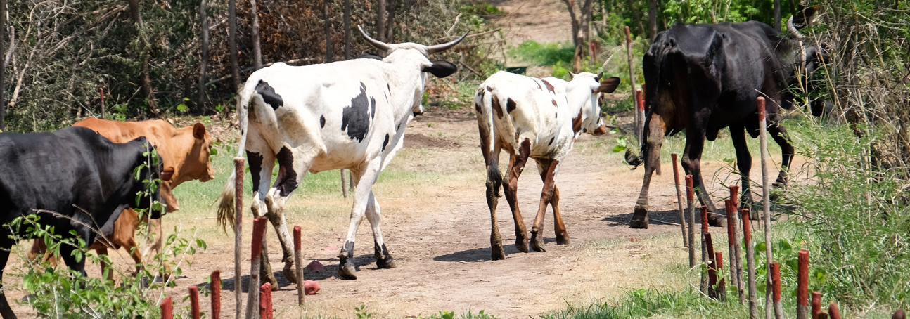 A group of cattle near the minefield in Chisecha, Zimbabwe