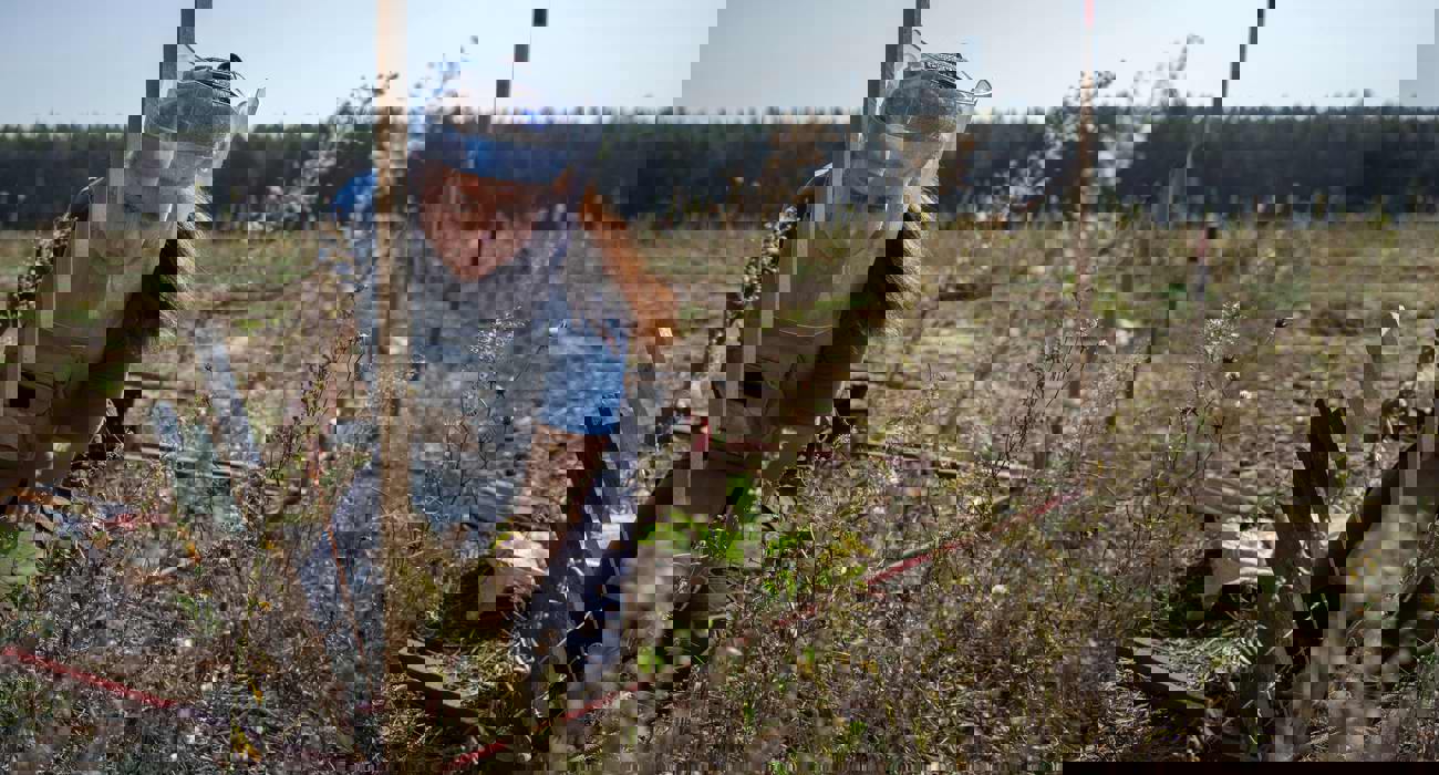 Демінер в полі навколішках виконує ручний пошук розтяжок щупом в траві