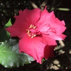 Red flower surrounded by green leaves 