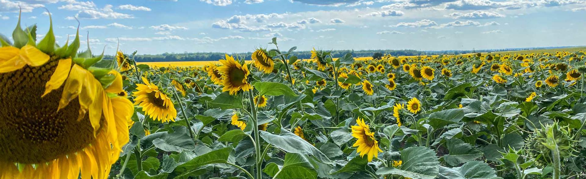 A field of sunflowers in Tarashcha, Ukraine