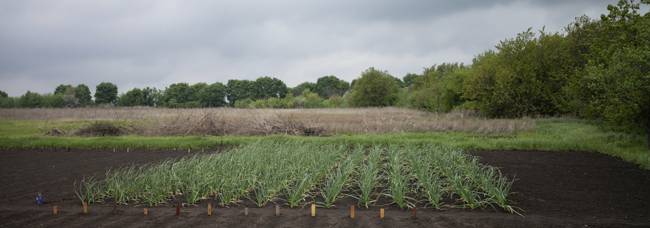 Городина Сергія та Таїсії