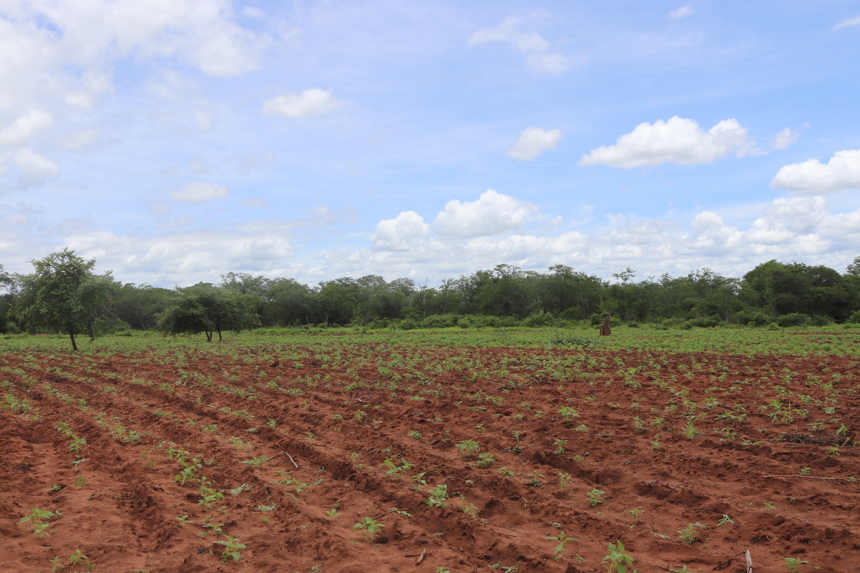 Farmland in Chisecha, Zimbabwe