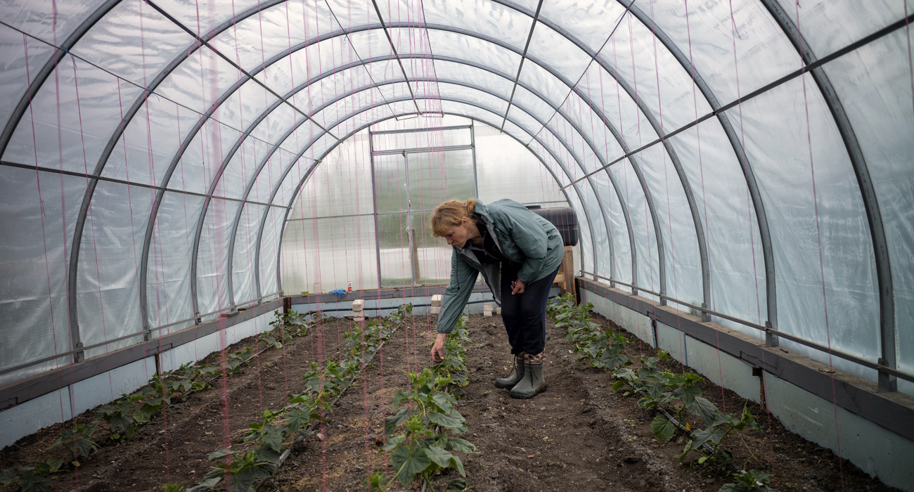 Наталія нахиляється над паростками городини в теплиці на фермі